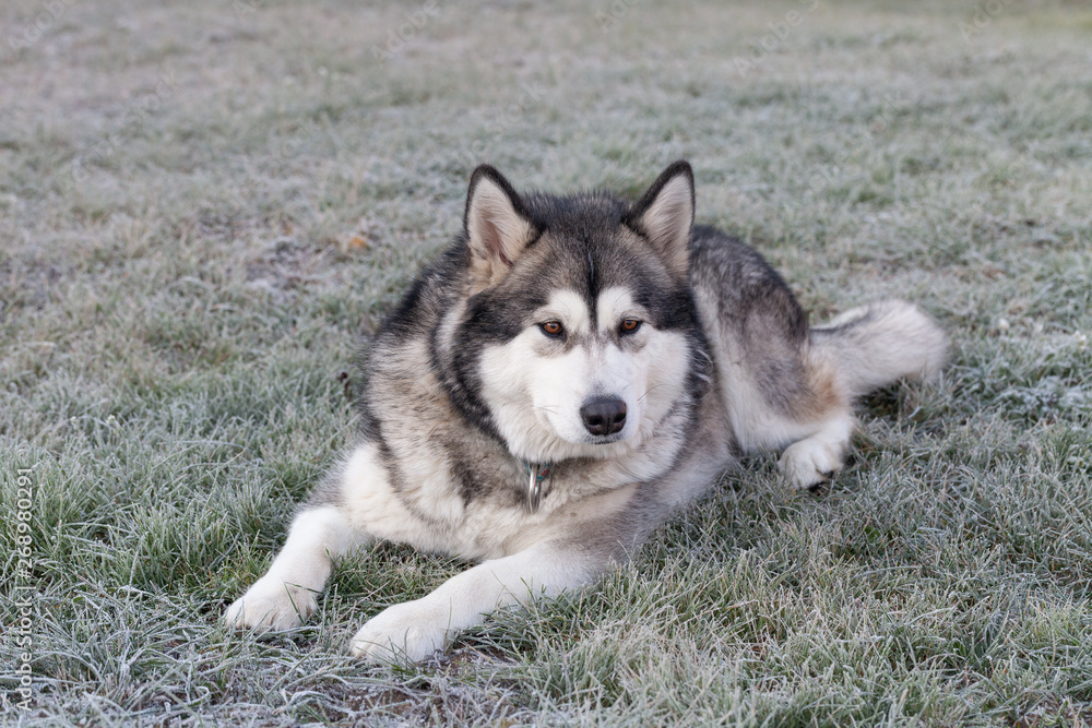 Dog breed alaskan malamute plays in a garden. Selective focus