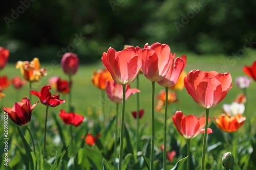 Tulips on a sunny day in the park © Oleynikova