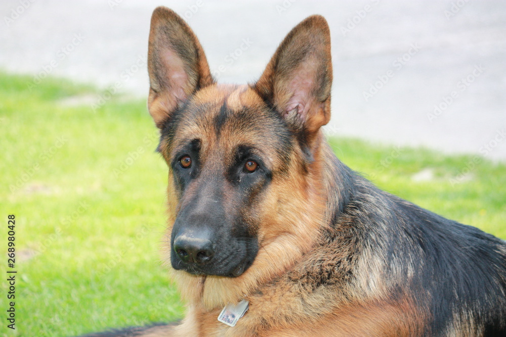 Schäferhund Balou, entspannt auf einer Wiese bei Sonnenlicht in Lippetal Büninghausen an der Buschstraße Schäferhund Balou, entspannt auf einer Wiese bei Sonnenlicht in Lippetal Büninghausen an der Buschstraße