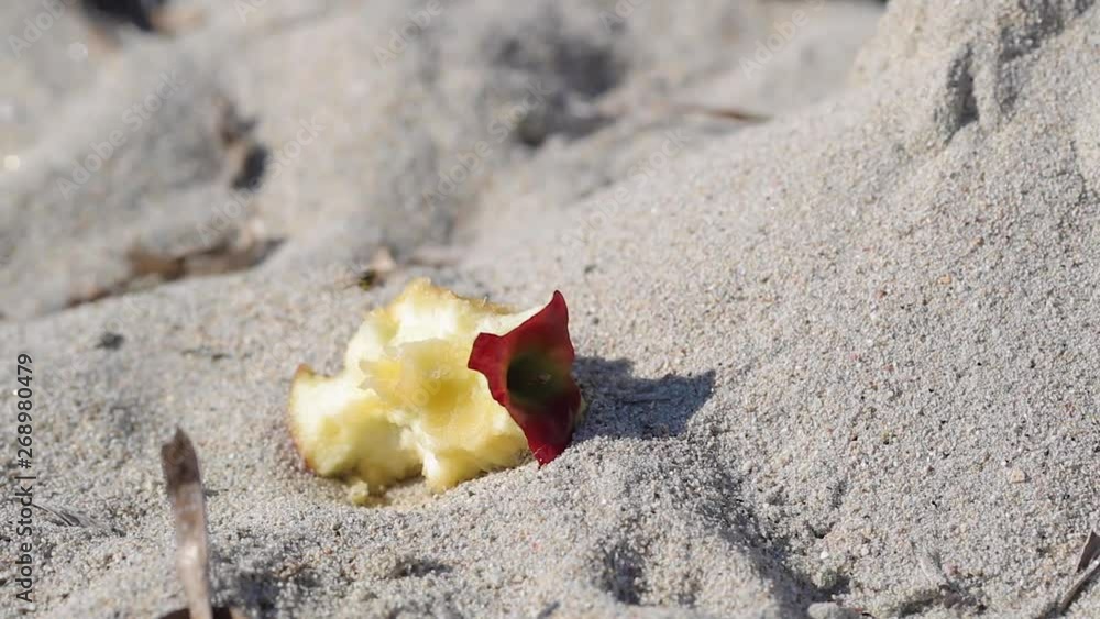 Slow motion shoot of one wasp hovering over leftover apple fruit on a sand beach. Slow motion shoot of one wasp hovering over leftover apple fruit on a sand beach.