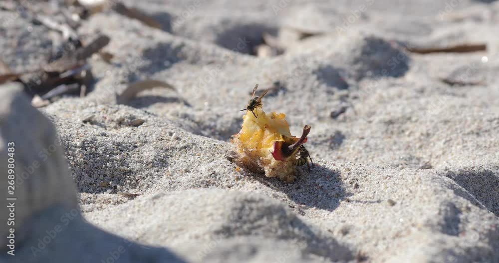 wide shot for two wasps eating leftover apple fruit on sand beach wide shot for two wasps eating leftover apple fruit on sand beach
