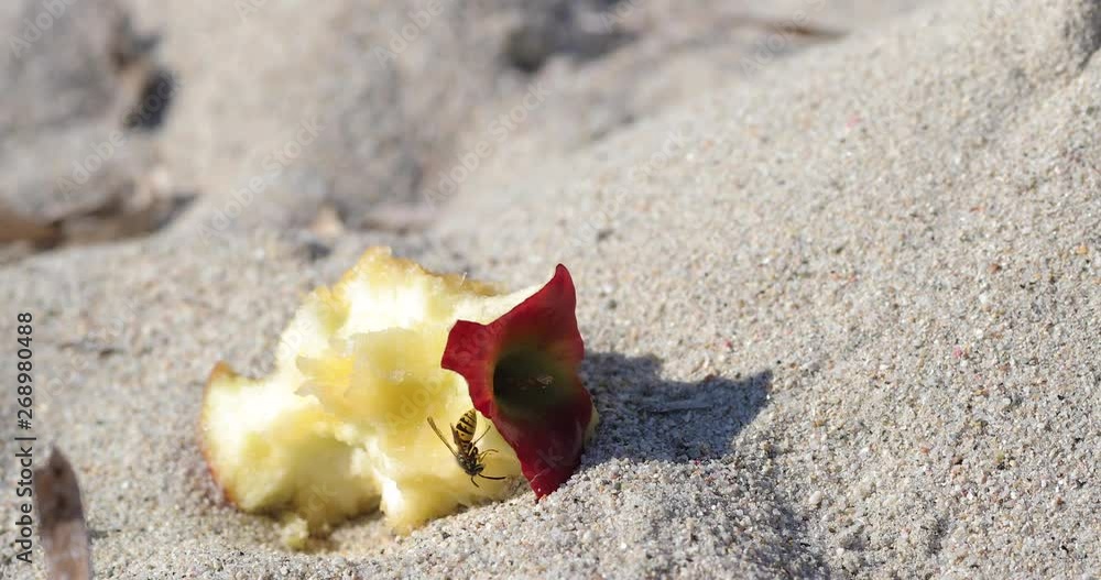 Wasp flying over leftover apple fruit on a sand beach Wasp flying over leftover apple fruit on a sand beach