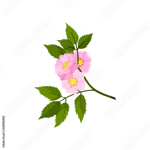 Three flowers of little wild rose on a white background. Vector illustration.