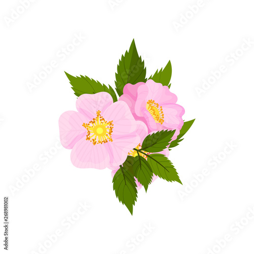 Two large flowers of wild rose on a white background. Vector illustration.