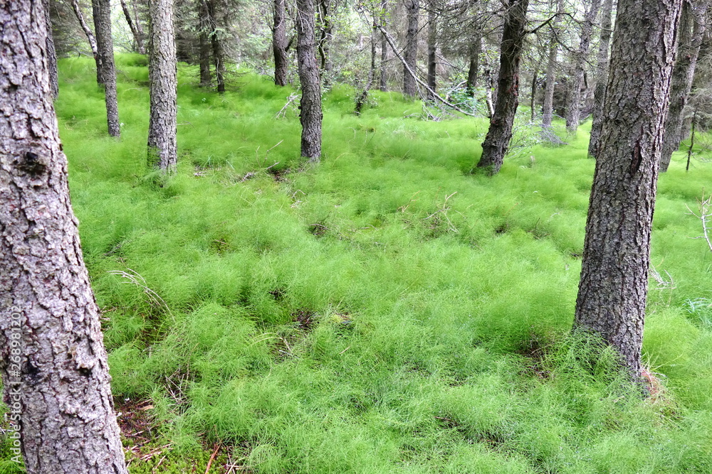 Naklejka premium Common horsetails covering the ground in a pine forest in Northern Iceland