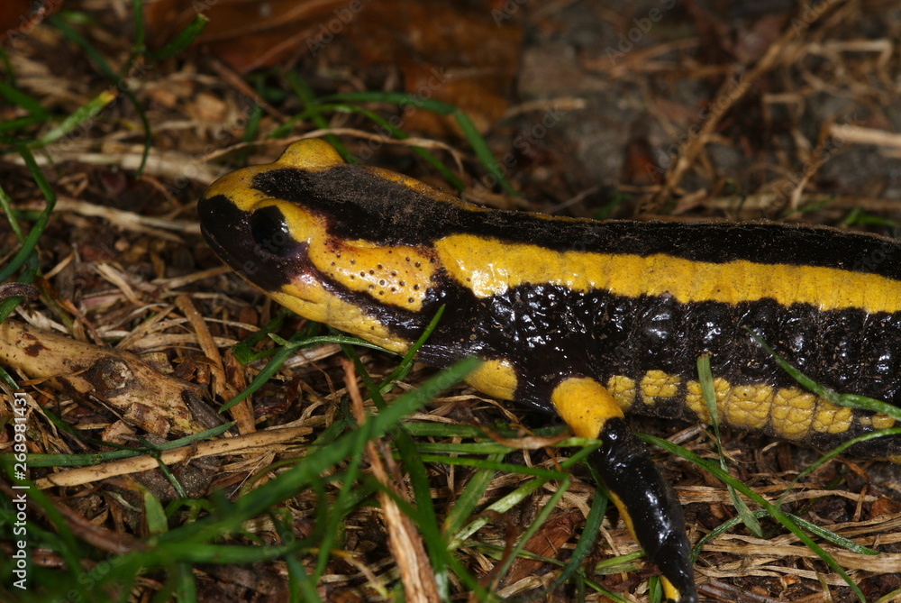Obraz premium Salamandra salamandra Feuersalamander DE, Wuppertal-Cronenberg 21.09.2012