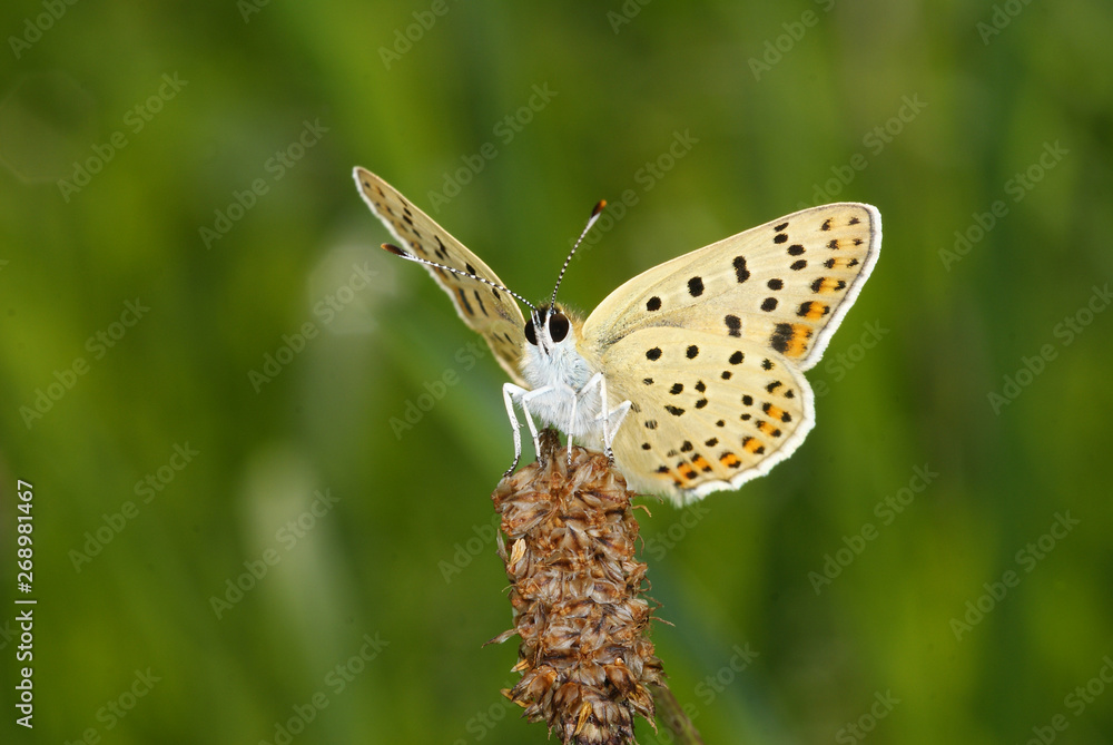 Obraz premium Lycaena tityrus (PODA, 1761) Brauner Feuerfalter FR, Vogesen, Dambach-la-Ville 02.08.2012