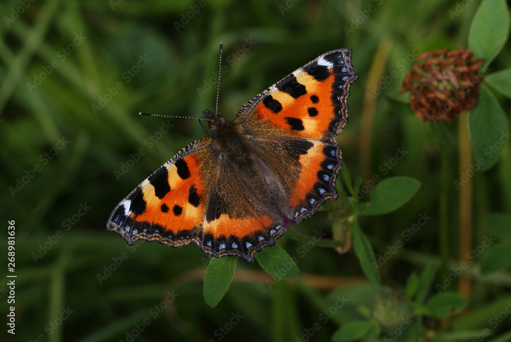 Aglais urticae (LINNAEUS, 1758) Kleiner Fuchs FR, Vogesen, Dambach-la-Ville 03.08.2012 Aglais urticae (LINNAEUS, 1758) Kleiner Fuchs FR, Vogesen, Dambach-la-Ville 03.08.2012