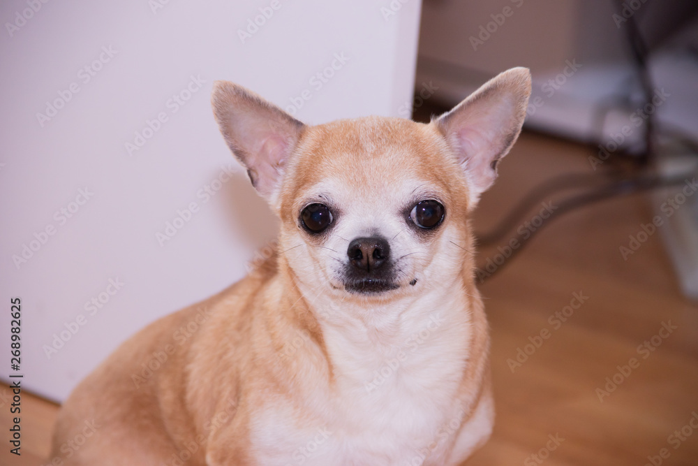 Light dog chihuahua on linoleum. Chihuahua sits on the floor. A pet. A little dog. Light dog chihuahua on linoleum. Chihuahua sits on the floor. A pet. A little dog.