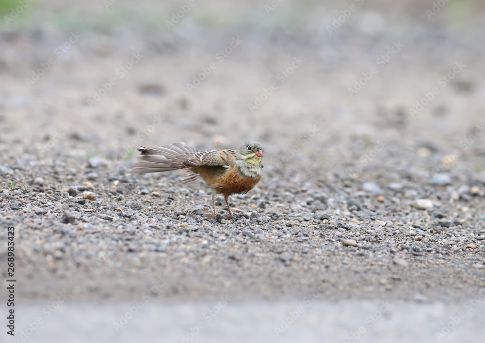 Male and female an ortolan bunting swimming in a puddle on the road and drying feathers. Funny pictures close up