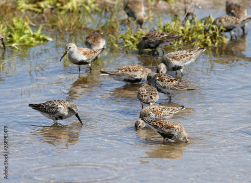 A group of Dunlin feeds in shallow water in the blue water of the estuary. © VOLODYMYR KUCHERENKO