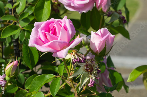 Wallpaper Mural ピンクのバラ Torontodigital.ca