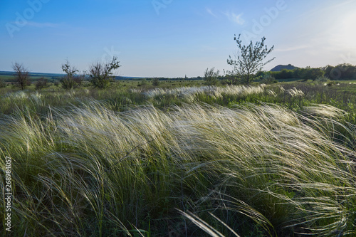 Landscape with Stipe Feather Grass or Grass Needle Nassella tenuissima photo