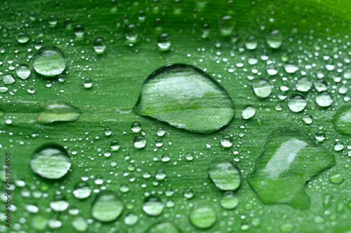 Dew drops on green leaves.Selective focus.