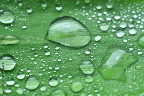 Dew drops on green leaves.Selective focus