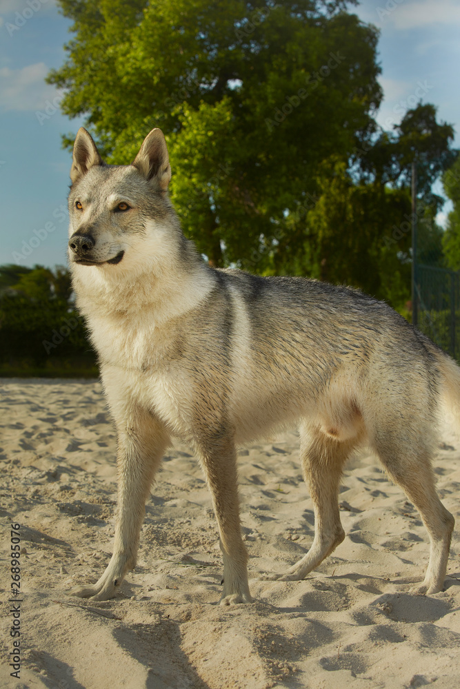 Obraz premium Young male of Wolfdog staying in sand park of playground