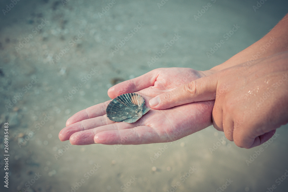 beautiful Sea shell on the man's hand beautiful Sea shell on the man's hand