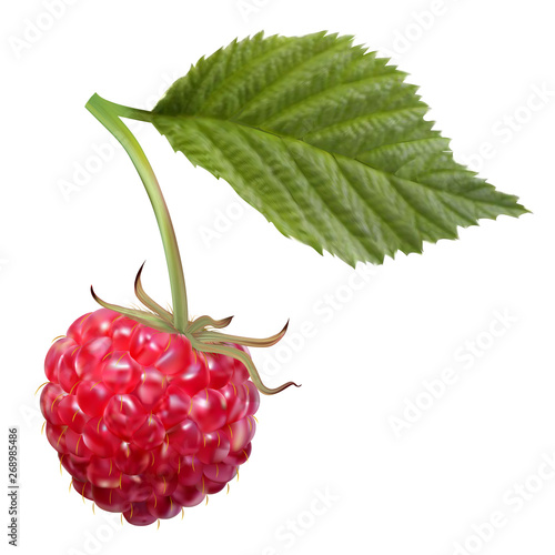 photo realistic raspberry mesh tool technique