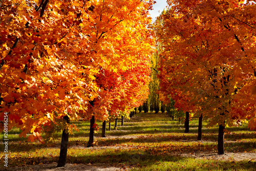 Colorful autumn with red  yellow  and orange leaves from maple trees with sunlight and shadow 
