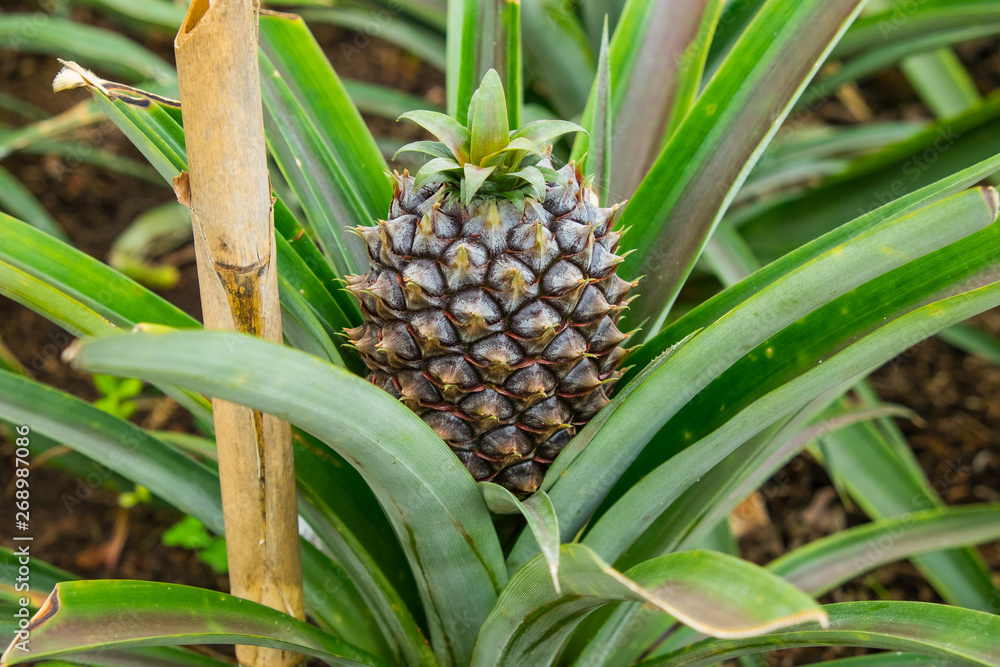 Young sweet pineapple growing on a farm in the greenhouse on the Azores. Young sweet pineapple growing on a farm in the greenhouse on the Azores.