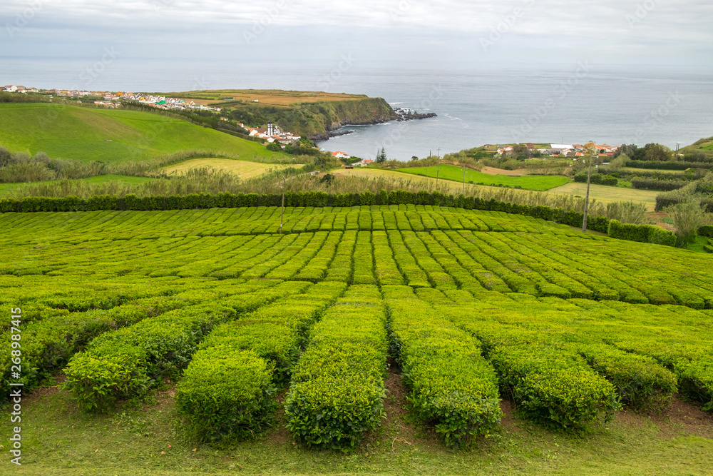 Tea plantation in Porto Formoso on the north coast of the island of Sao Miguel in Azores.