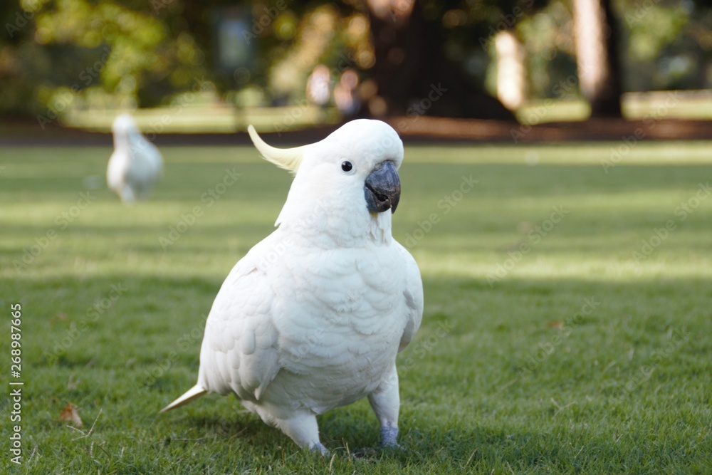 Proud big fat white parrot is exposing himself in Sydney central park Proud big fat white parrot is exposing himself in Sydney central park