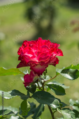 Wallpaper Mural 赤と白のバラ　紅白 Torontodigital.ca