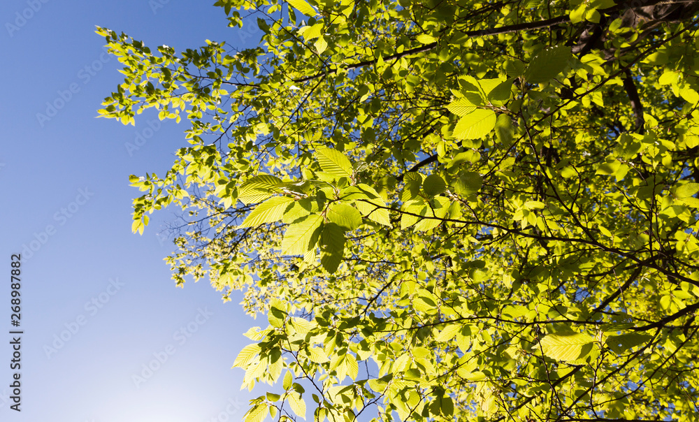 sunlight lit leaves sunlight lit leaves