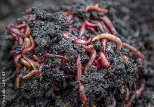 a large group of red worms on earth