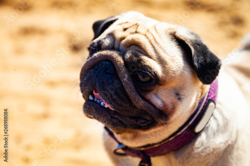 Dog pug is standing on the sand.