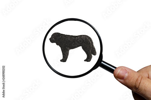 St. Bernard dog, Silhouette of dog on white background, view through a magnifying glass, magnifying glass in hand