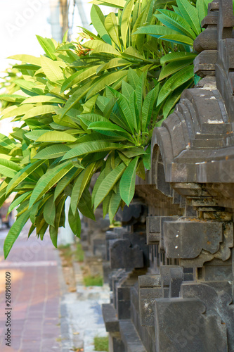 Beautiful tropical vegetations in the small garden on Bali. photo