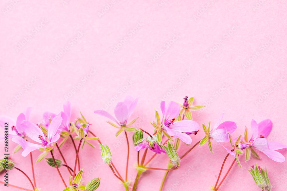 Blossom pink flowers on pink pastel background.