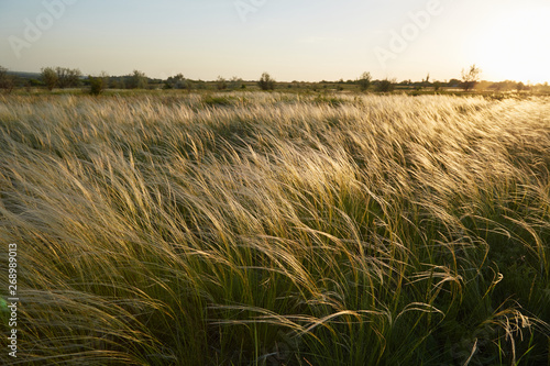 Stipa Feather Grass or Needle Grass Nassella tenuissima photo