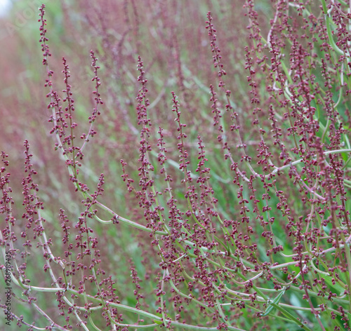 Grass