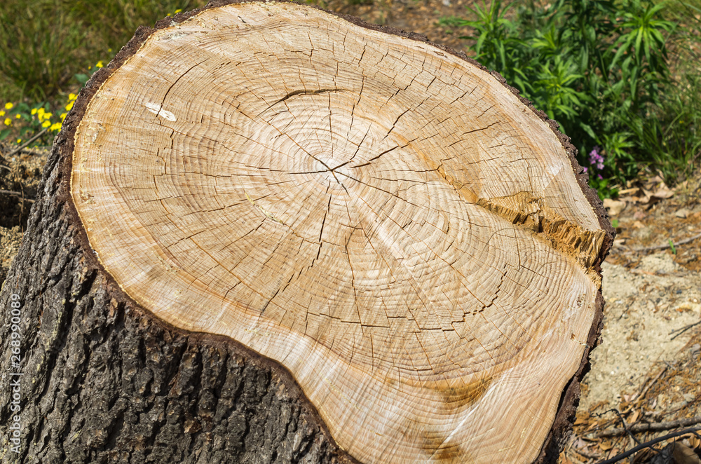 木の切断面 切り株 年輪 Stock Photo Adobe Stock 木の切断面 切り株 年輪 Stock Photo Adobe Stock