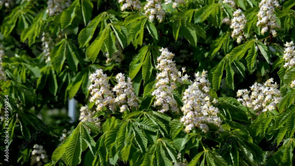 blooming chestnut tree at sunset blooming chestnut tree at sunset