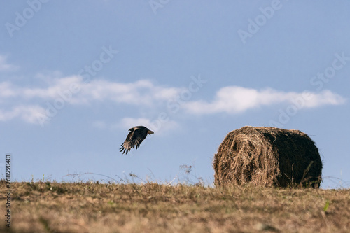 Eagle in flight