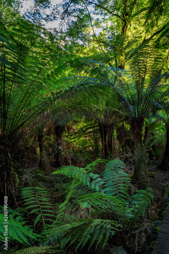 Maits Rest Rainforest Walk, Great Otway National Park, Victoria, Australia © Colin
