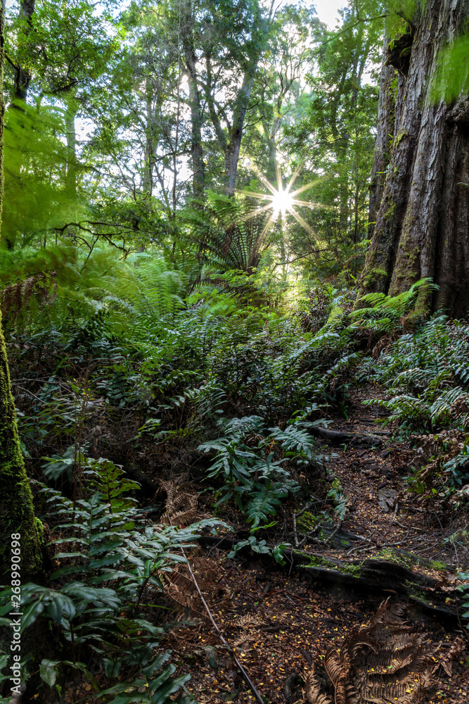 Maits Rest Rainforest Walk, Great Otway National Park, Victoria, Australia Maits Rest Rainforest Walk, Great Otway National Park, Victoria, Australia