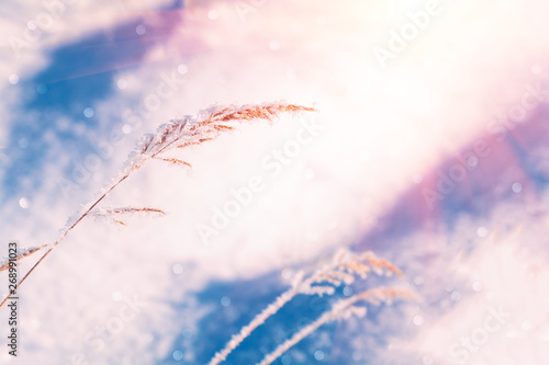 Winter Christmas scenic background. Snow landscape with dry grass covered with snow. Copy space. Soft focus