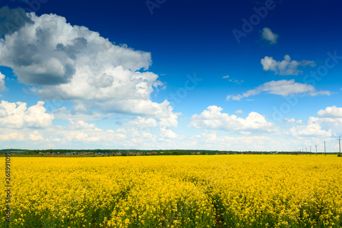 Yellow field rapeseed in bloom. Spring background. Copy space. Soft focus