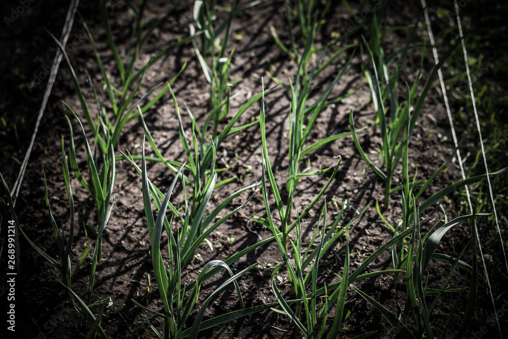 Garlic grows in the garden in the garden. First spring harvest. Selection focus. Shallow depth of field. Toned Garlic grows in the garden in the garden. First spring harvest. Selection focus. Shallow depth of field. Toned