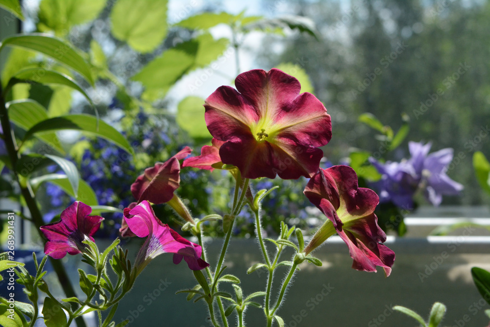 Bright petunia flowers in small garden on the balcony by midsummer. Bright petunia flowers in small garden on the balcony by midsummer.
