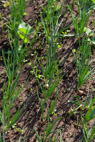 Onion grows in the garden in the garden. First spring harvest. Selection focus. Shallow depth of field