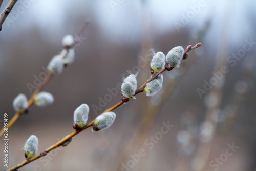 A close-up of a willow blossom, willow katkins, selective focus, Easter background or concept