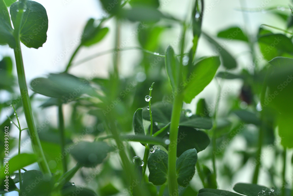 Drops of dew on young sprouts.Selective focus Drops of dew on young sprouts.Selective focus