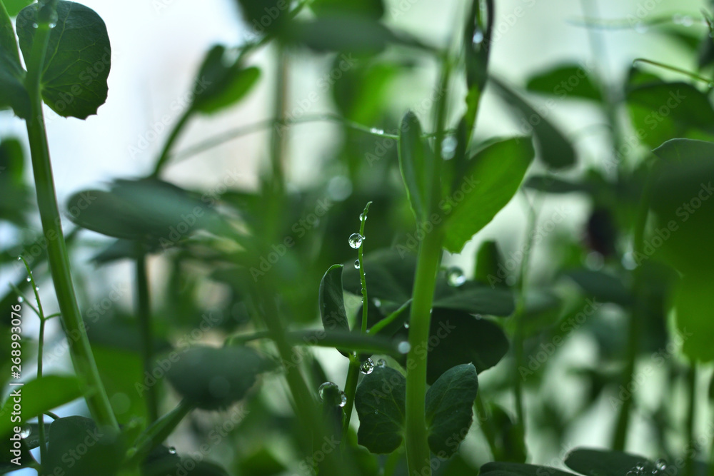 Drops of dew on young sprouts. Drops of dew on young sprouts.