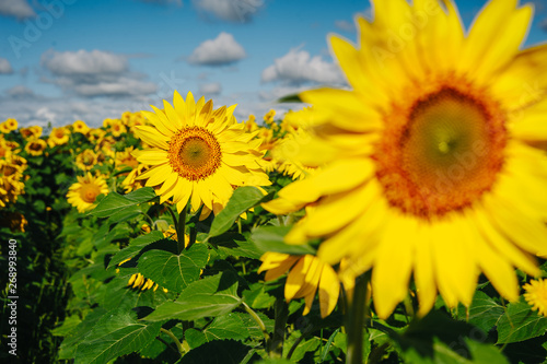 Sunflower field.