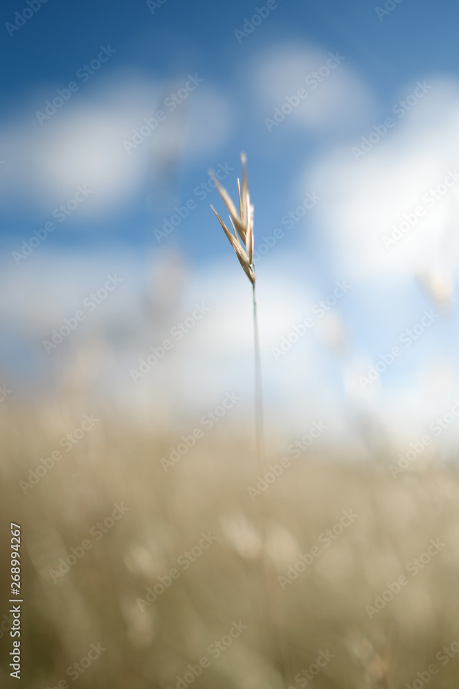 Fototapeta premium grass